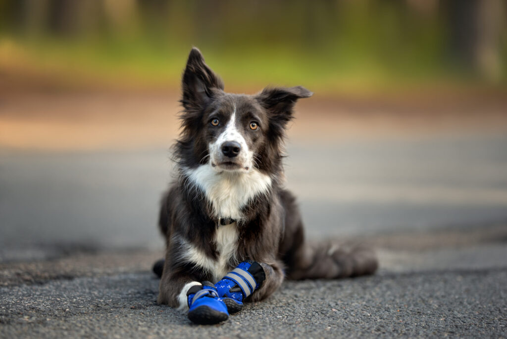 best dog booties