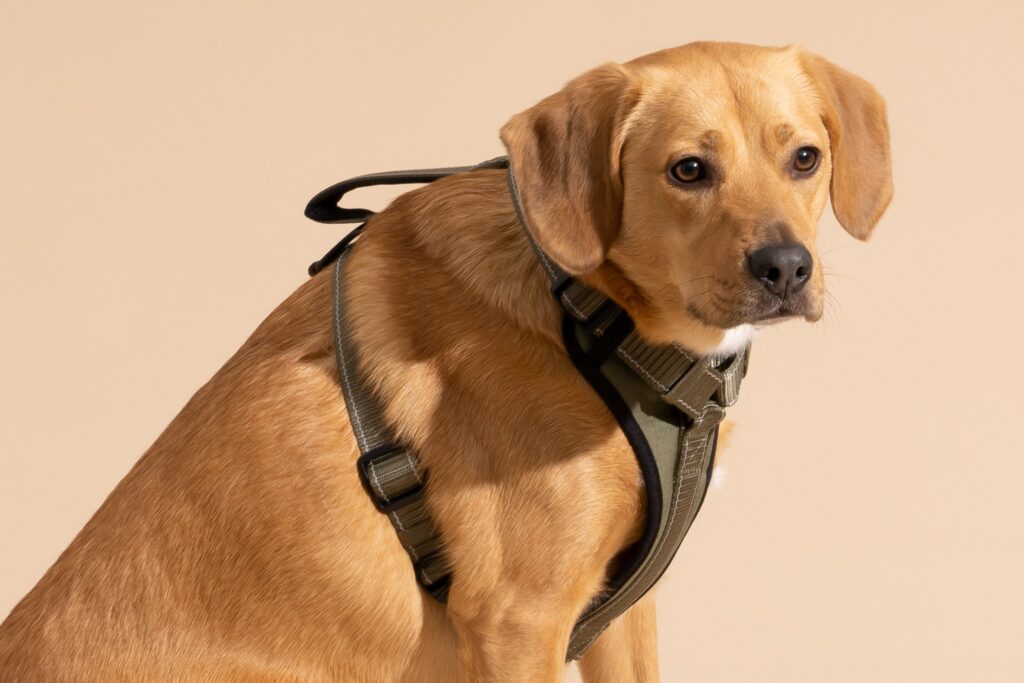 best dog harness for walking