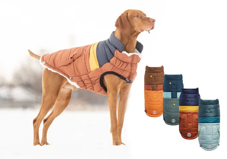 best dog winter coats