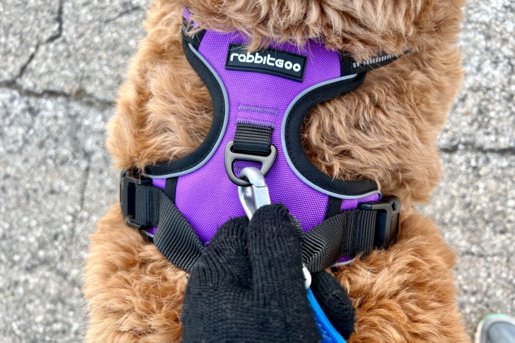 best harness for puppy