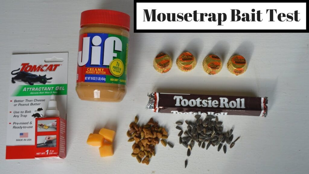 best mouse bait traps