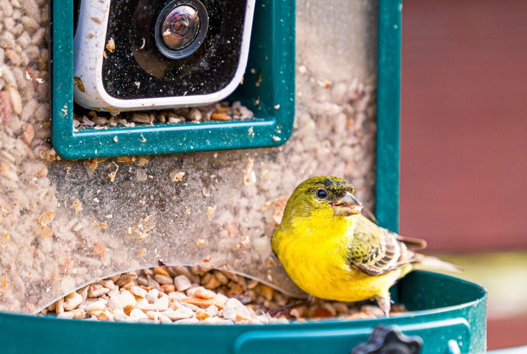 best smart bird feeder